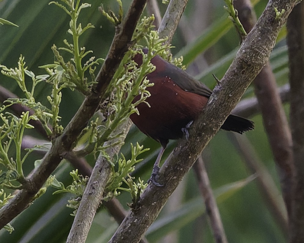 African Firefinch - ML637794011