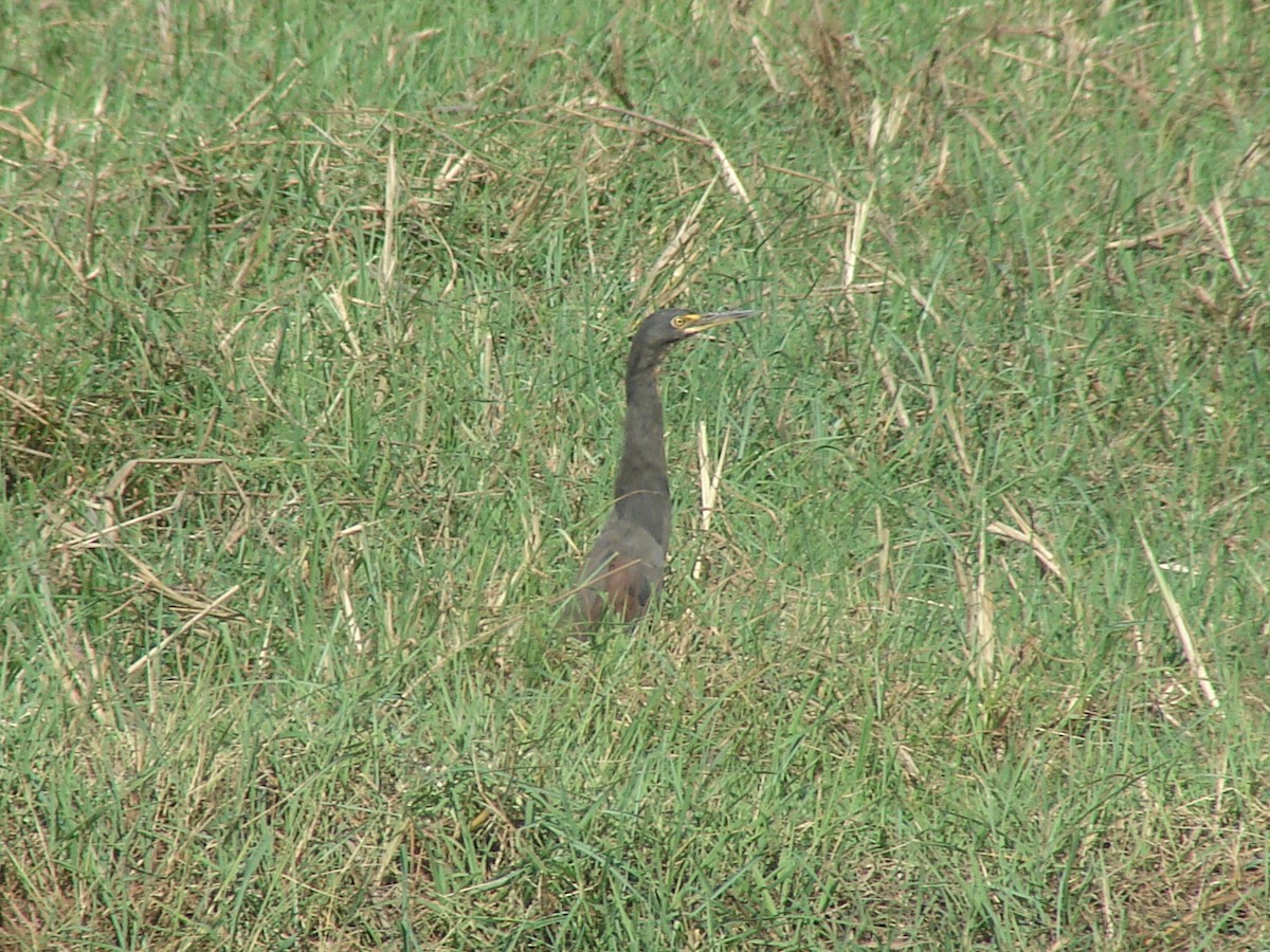 Rufous-bellied Heron - ML637794030