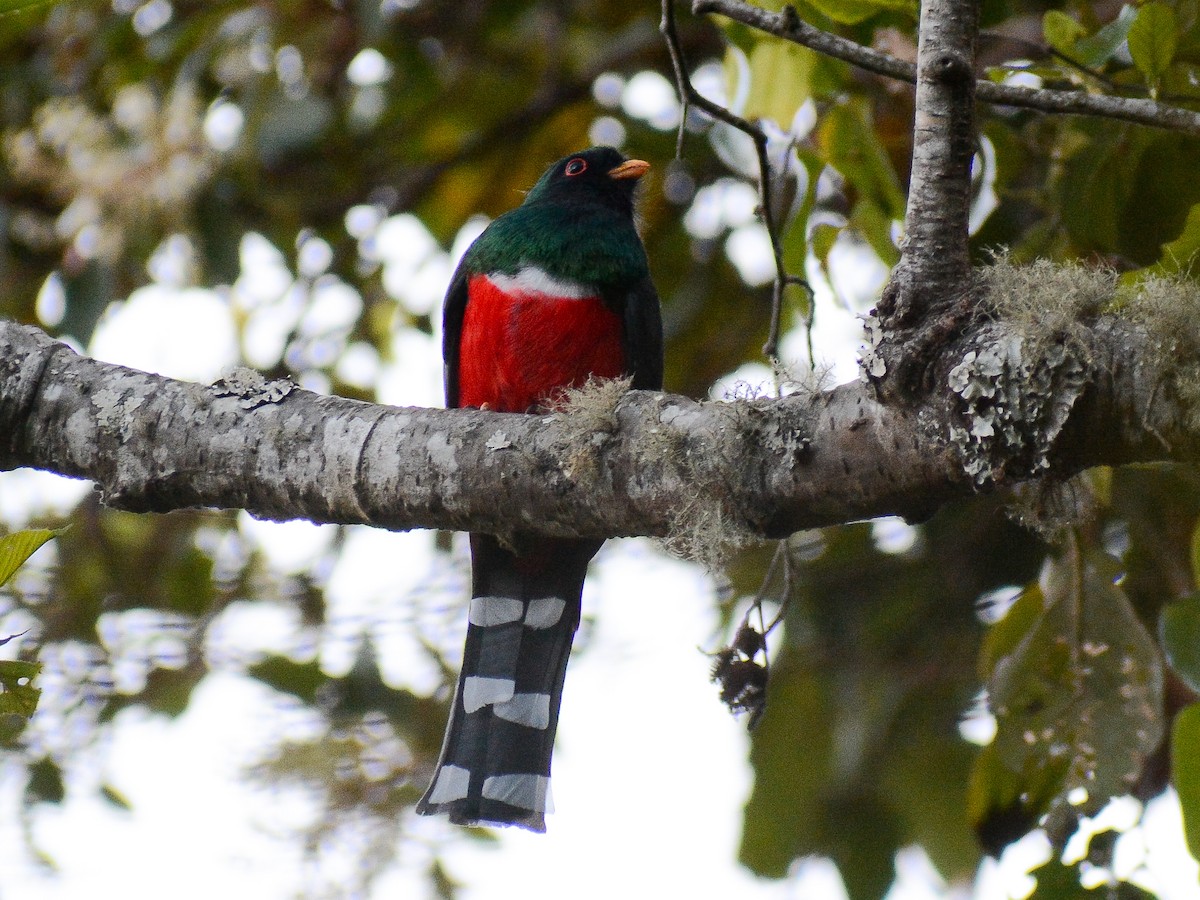 Mountain Trogon - ML637794031