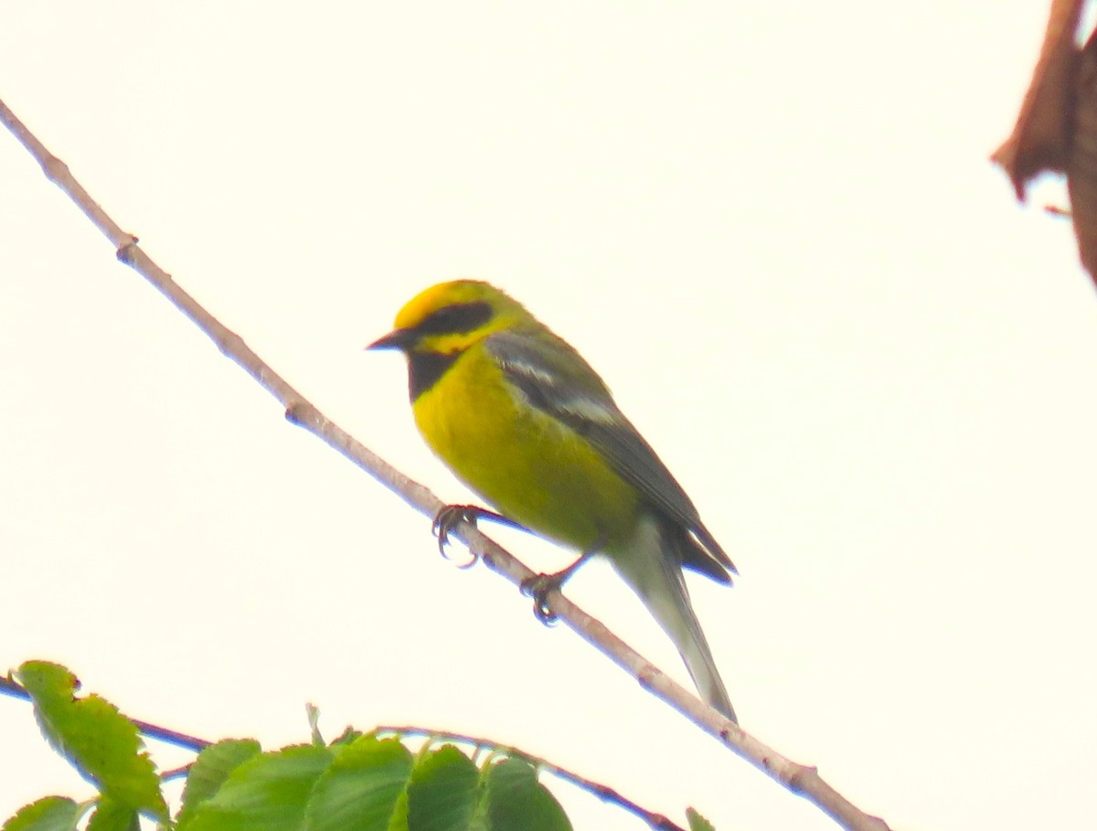 Lawrence's Warbler (hybrid) - ML637794047