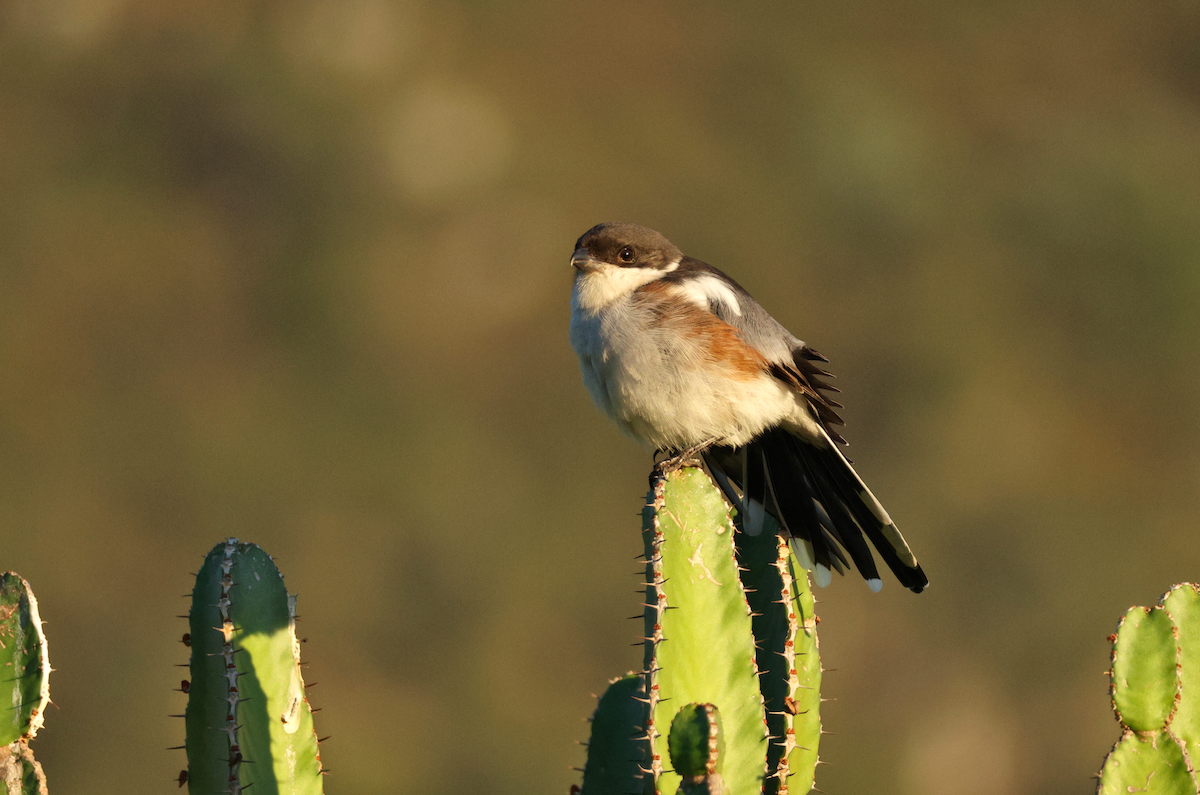 Southern Fiscal (Southern) - ML637794048