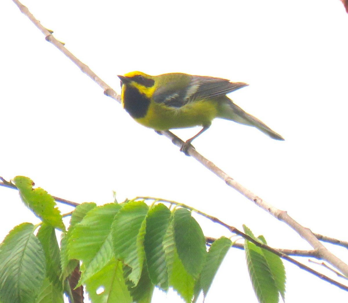 Lawrence's Warbler (hybrid) - ML637794049