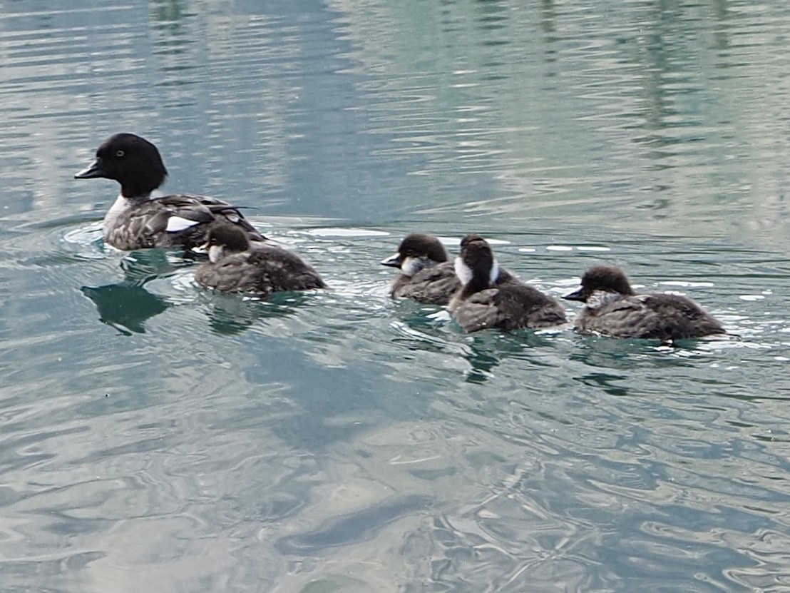 Barrow's Goldeneye - ML637794081