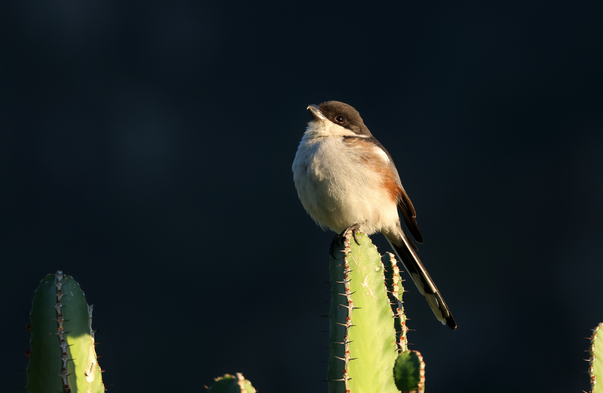 Southern Fiscal (Southern) - ML637794095