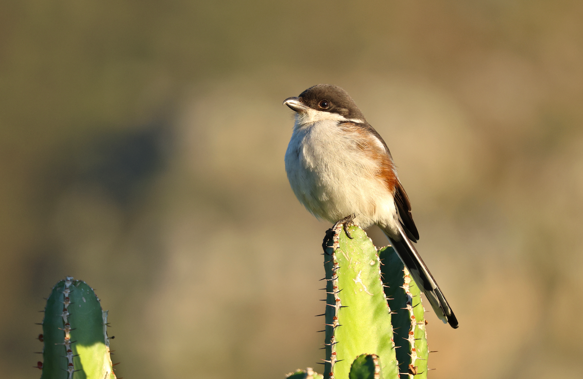 Southern Fiscal (Southern) - ML637794129