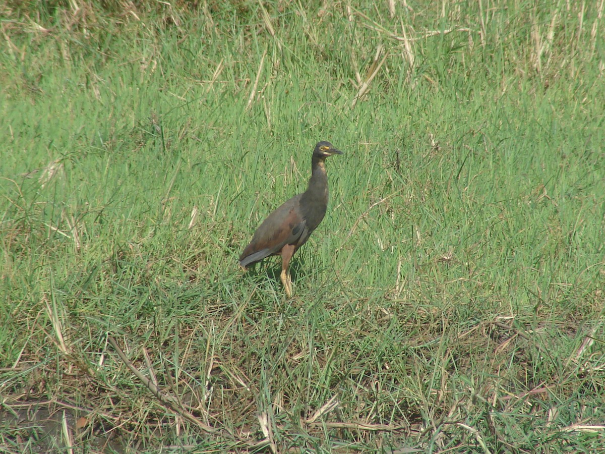 Rufous-bellied Heron - ML637794131