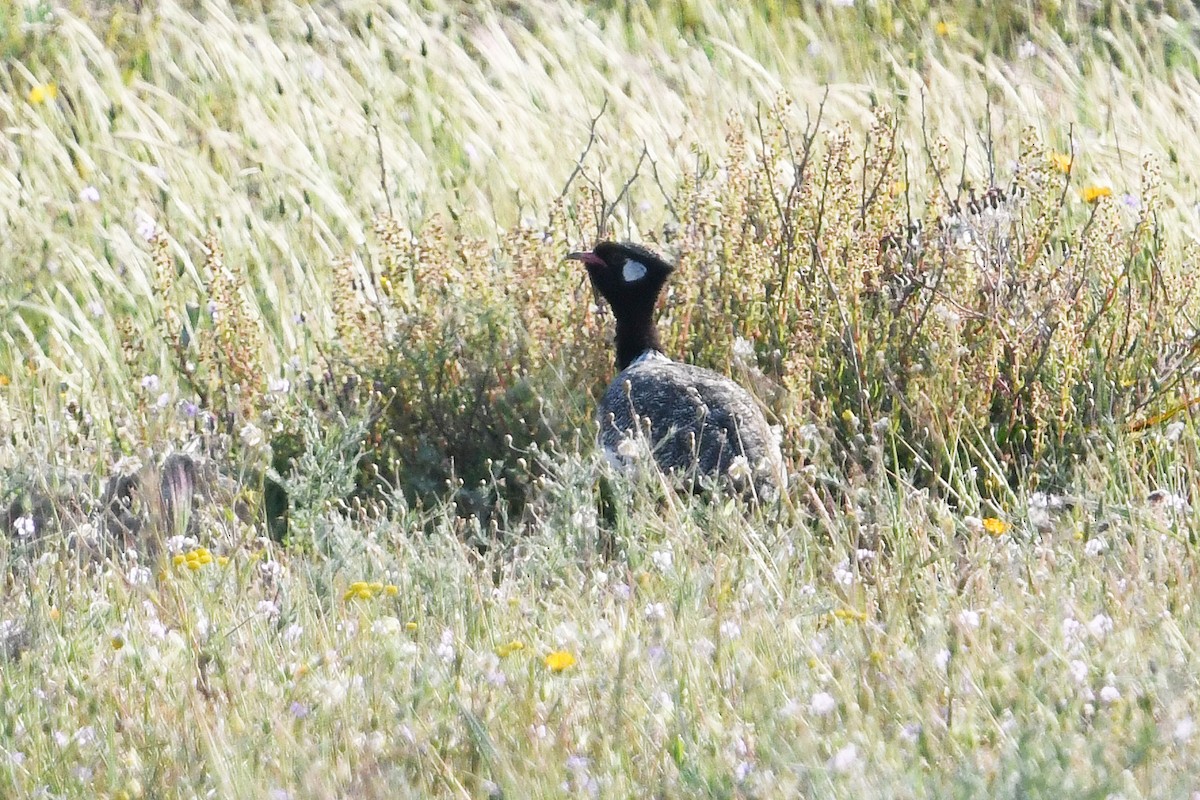 Black Bustard - ML637794138