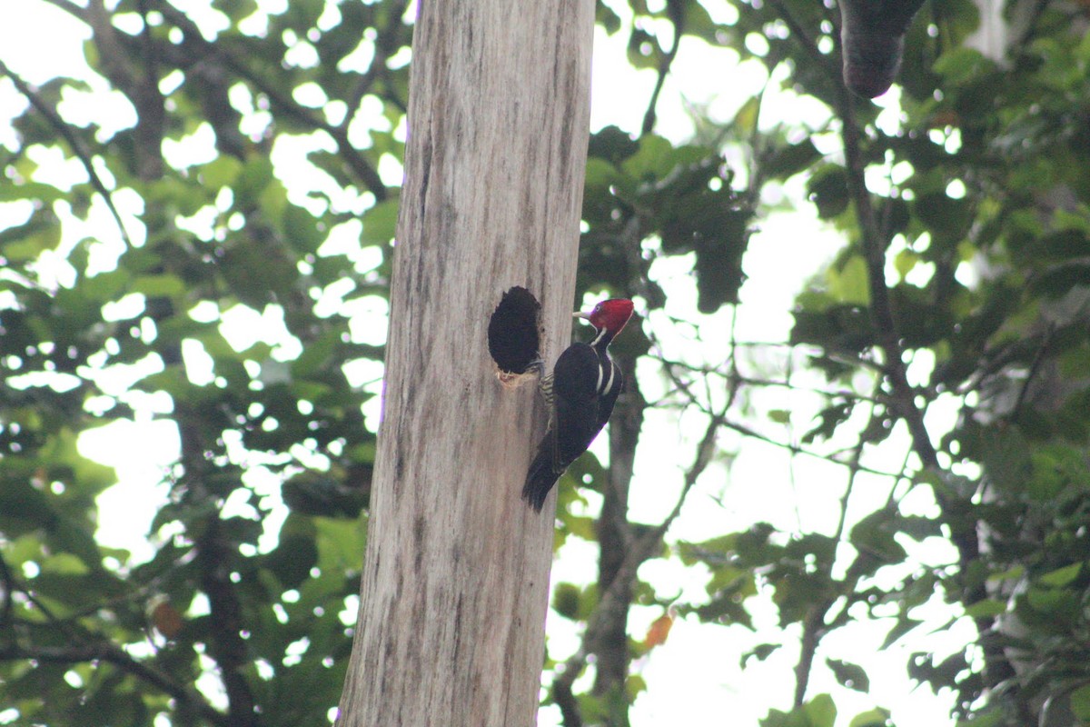 Pale-billed Woodpecker - ML637794141