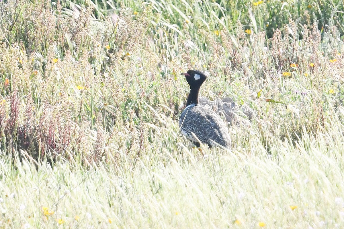 Black Bustard - ML637794147