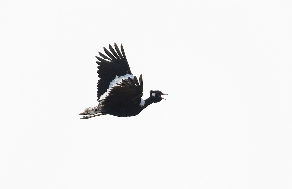 Black Bustard - ML637794149