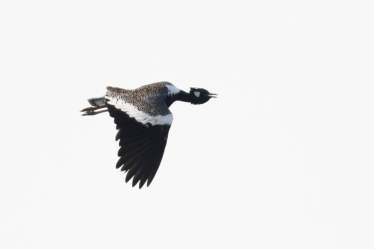 Black Bustard - ML637794154