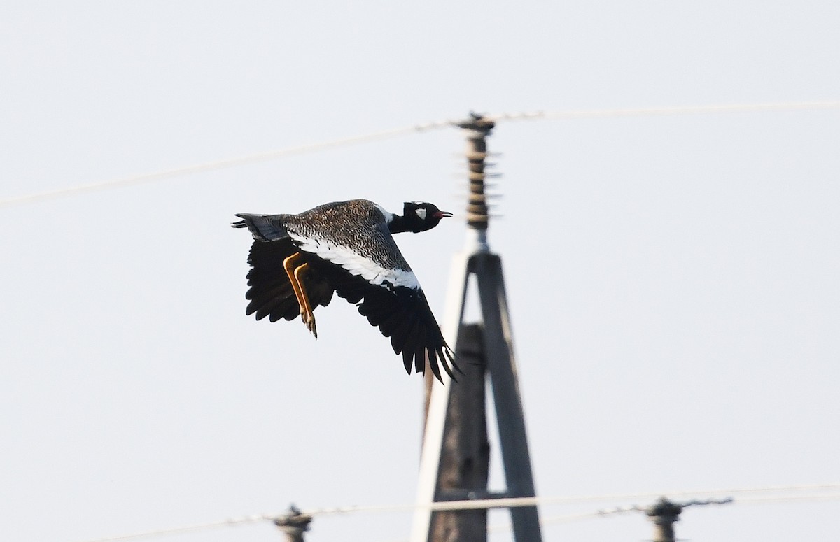 Black Bustard - ML637794162