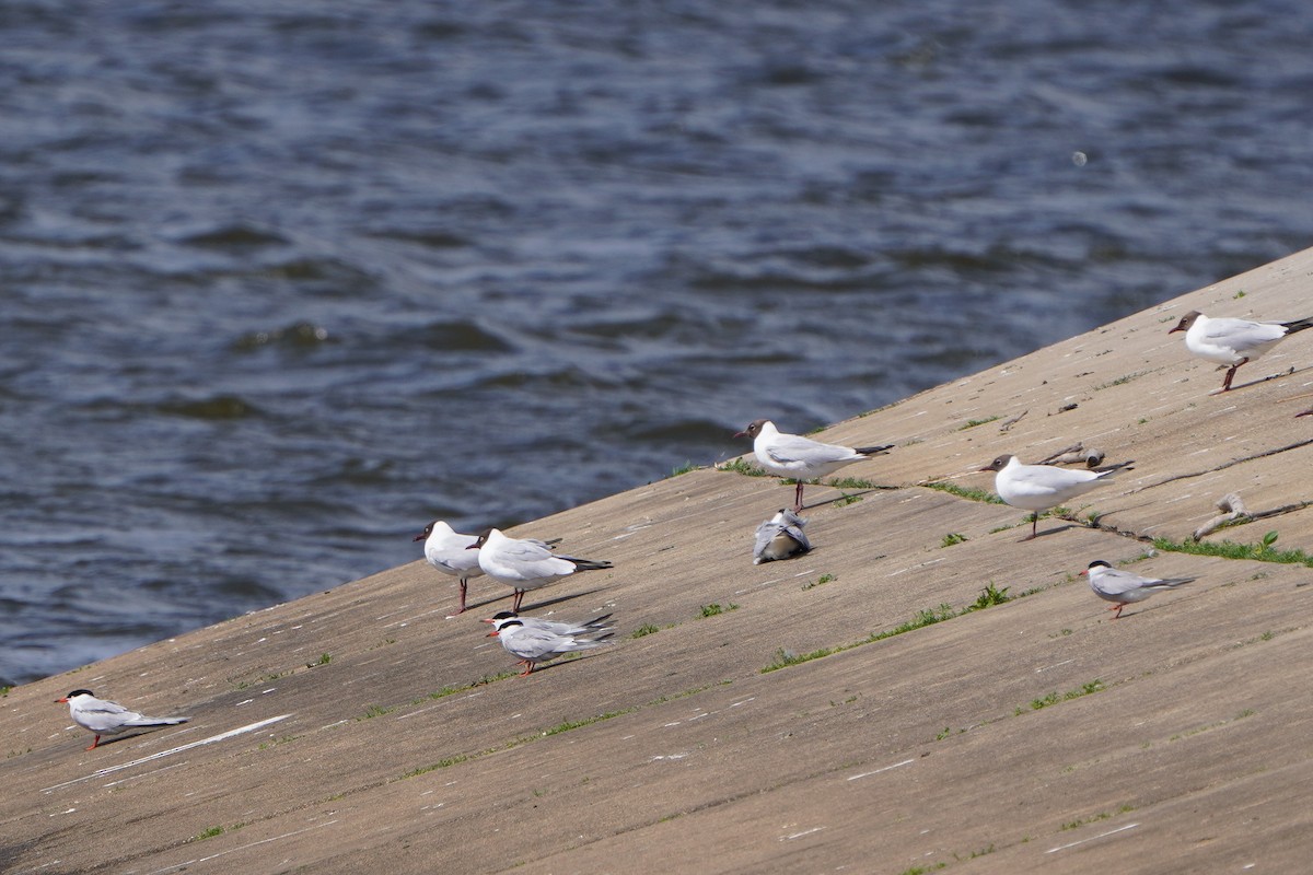 Common Tern - ML637794163