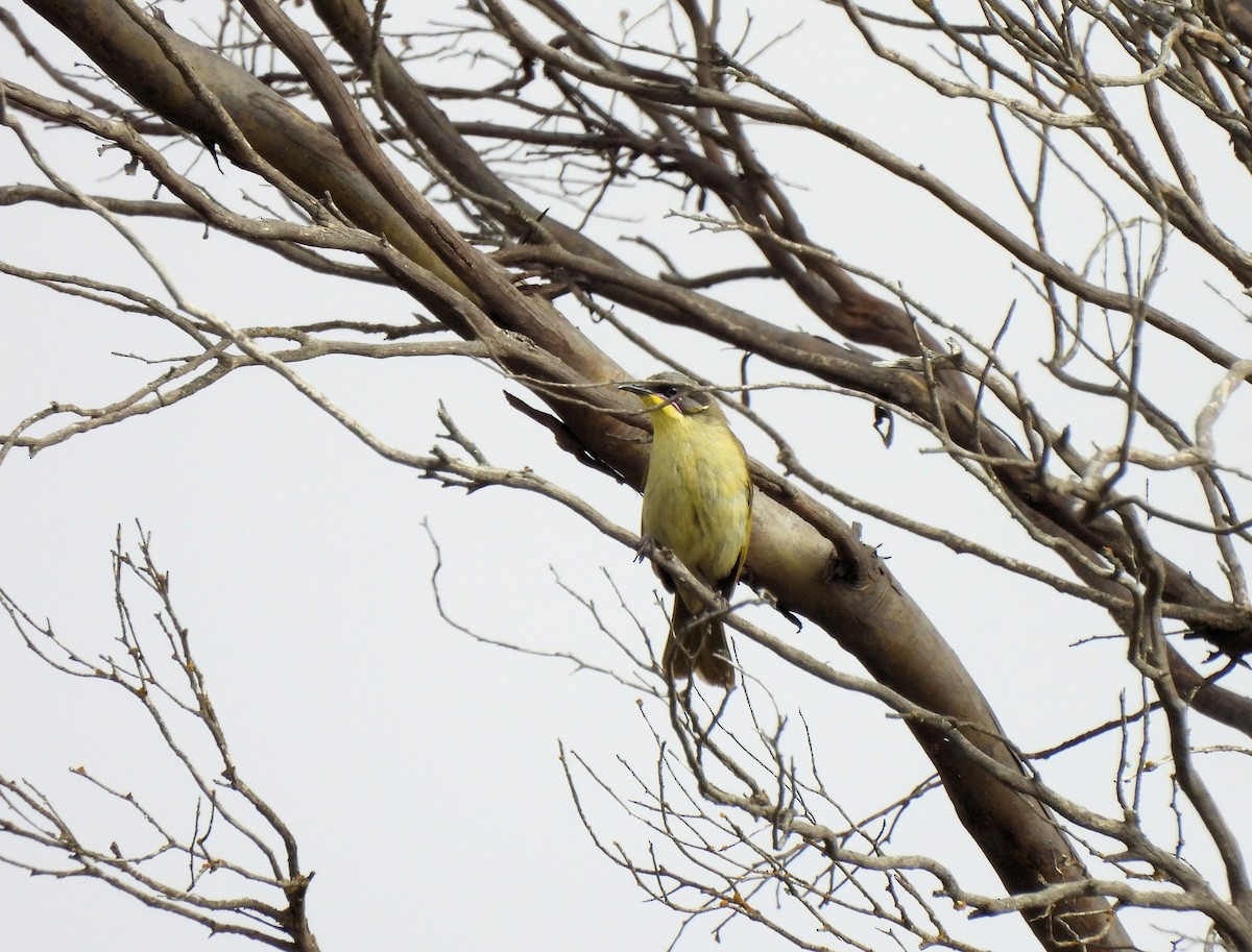 Purple-gaped Honeyeater - ML637794218