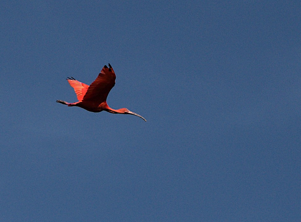 ibis rudý - ML637794224