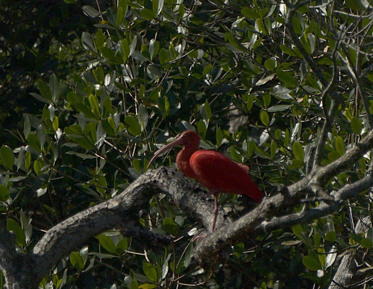 ibis rudý - ML637794226