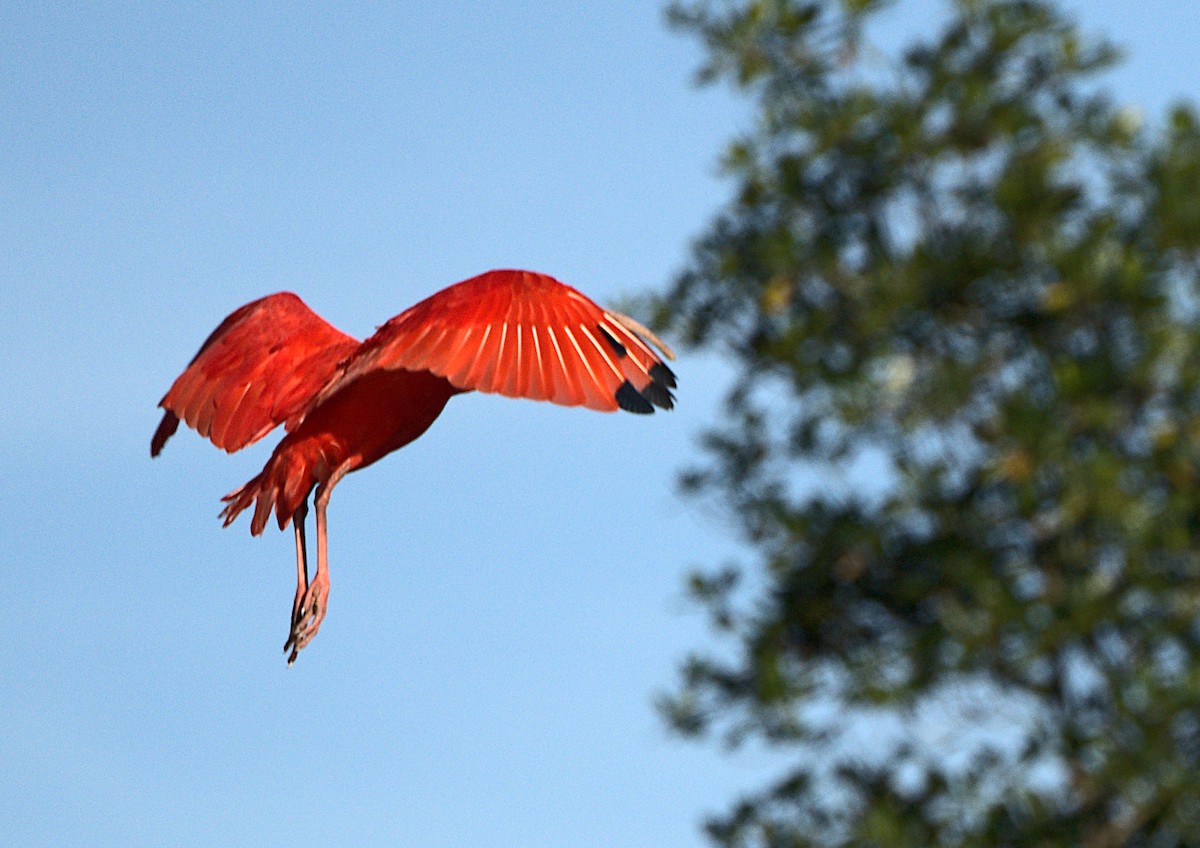 ibis rudý - ML637794229
