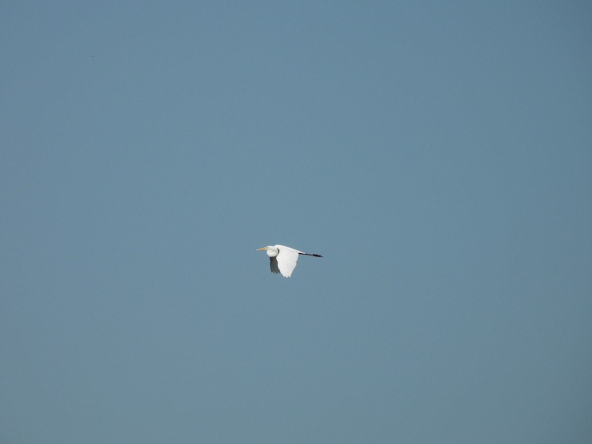 大白鷺 - ML637794356