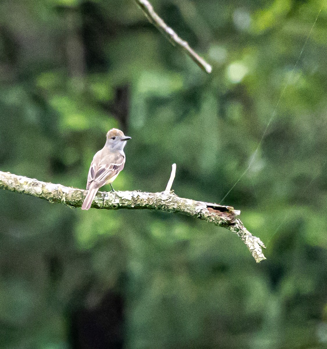 eBird Checklist - 19 Jun 2025 - Matko Mountain Road - 18 species