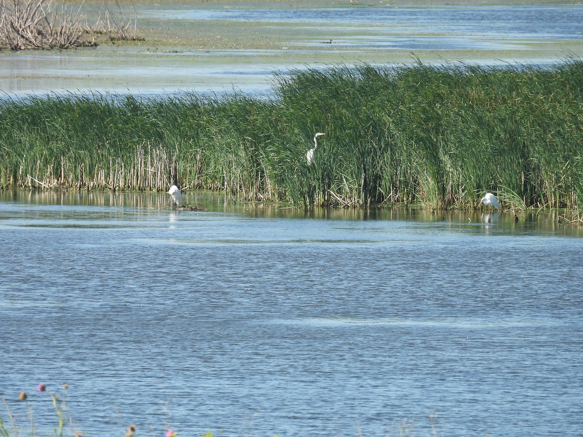 大白鷺 - ML637794371