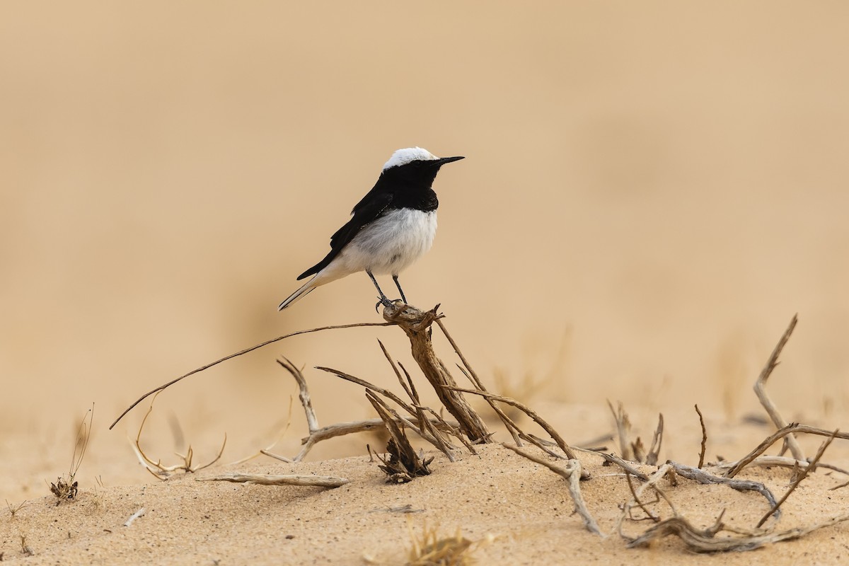 Hooded Wheatear - ML637794399