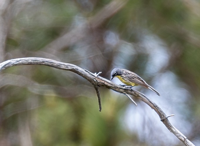Kirtland's Warbler - ML637794403
