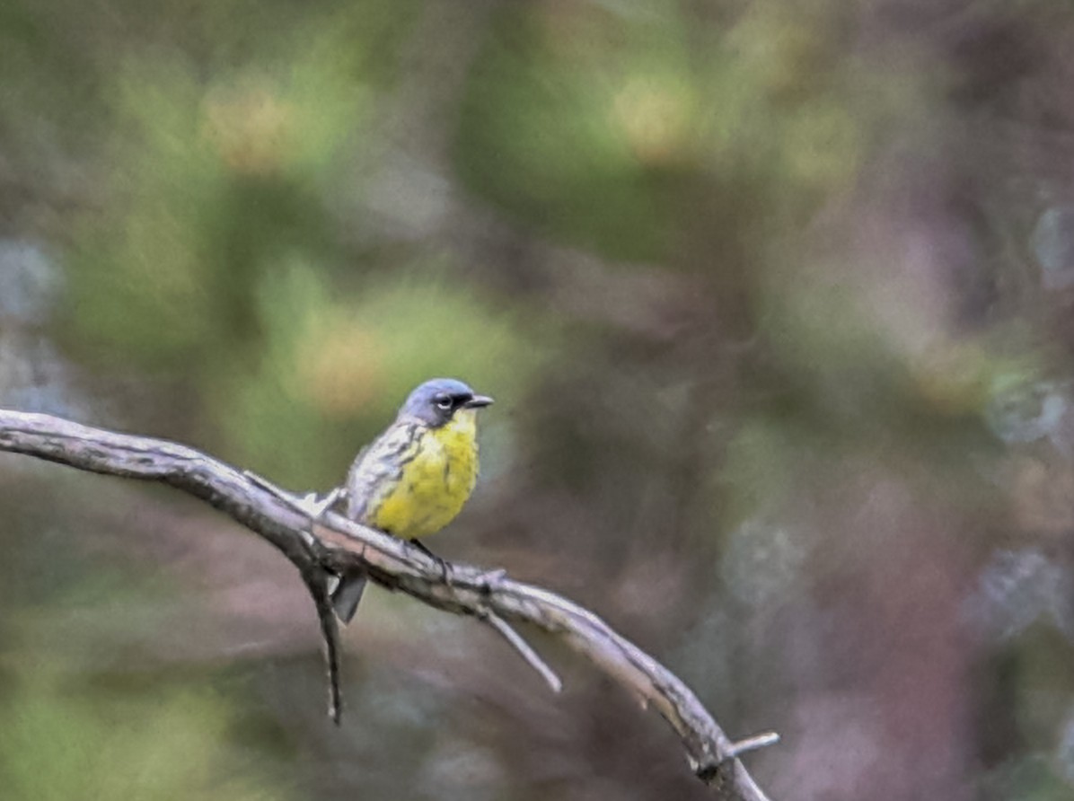 Kirtland's Warbler - ML637794408