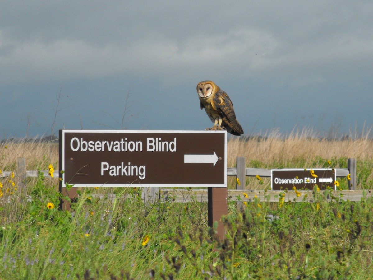 American Barn Owl - ML63779441