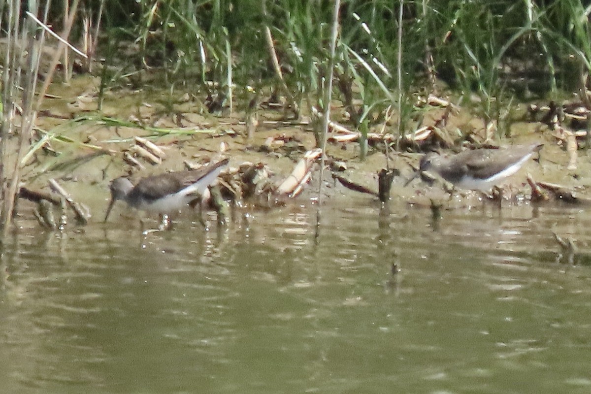 Green Sandpiper - ML637794410