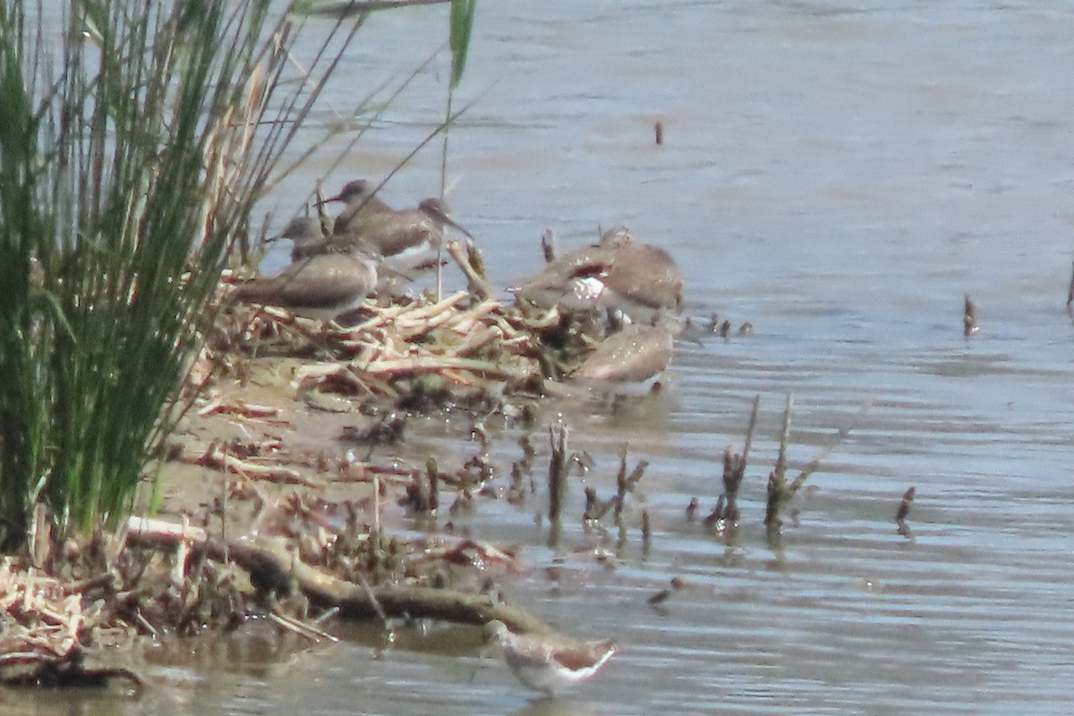 Green Sandpiper - ML637794411