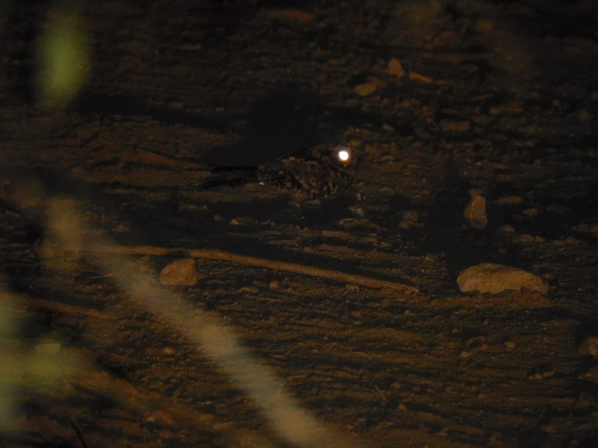 Tschudi's Nightjar - ML637794416