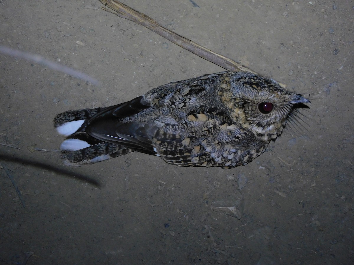 Tschudi's Nightjar - ML637794417