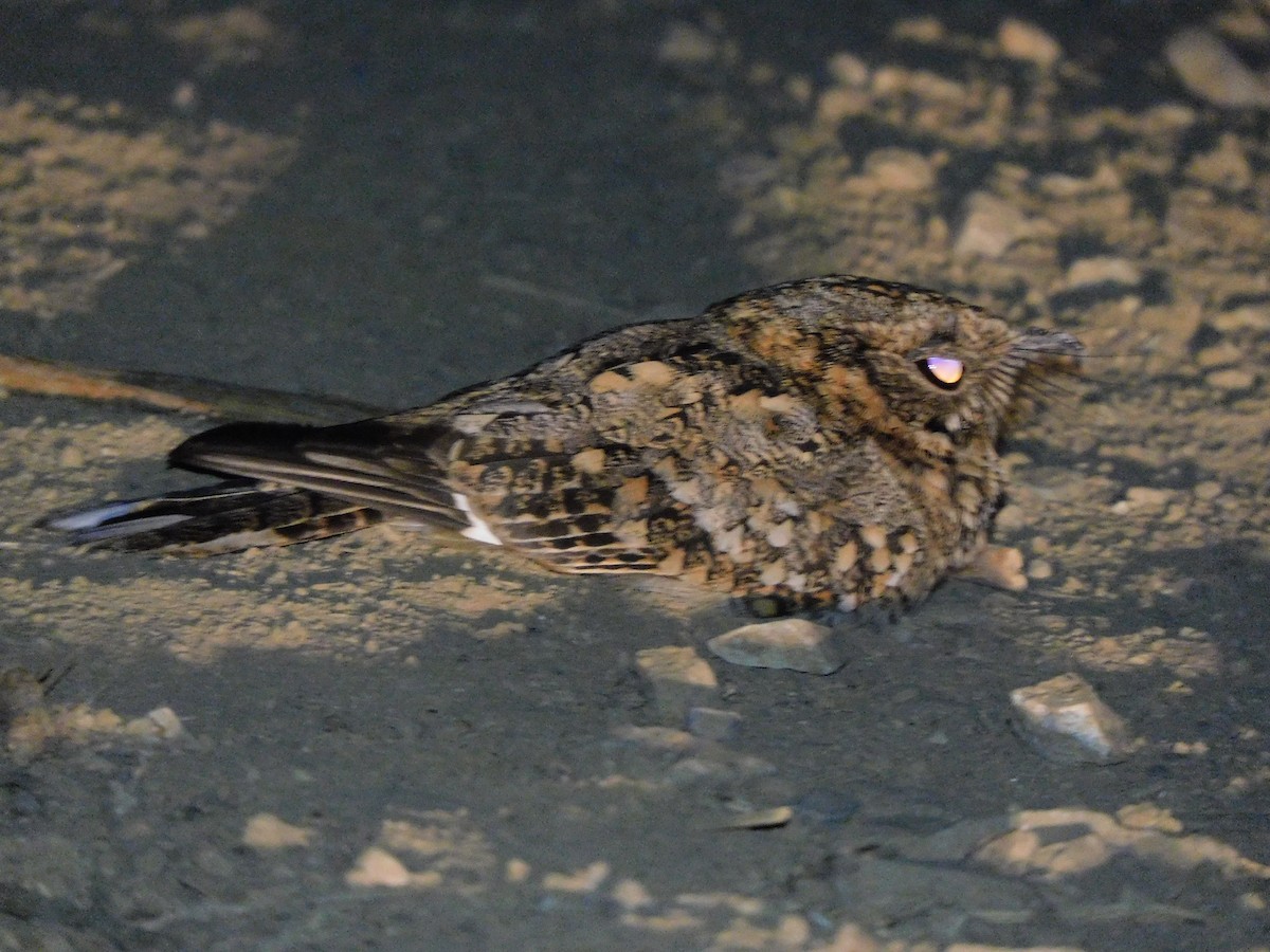 Tschudi's Nightjar - ML637794418