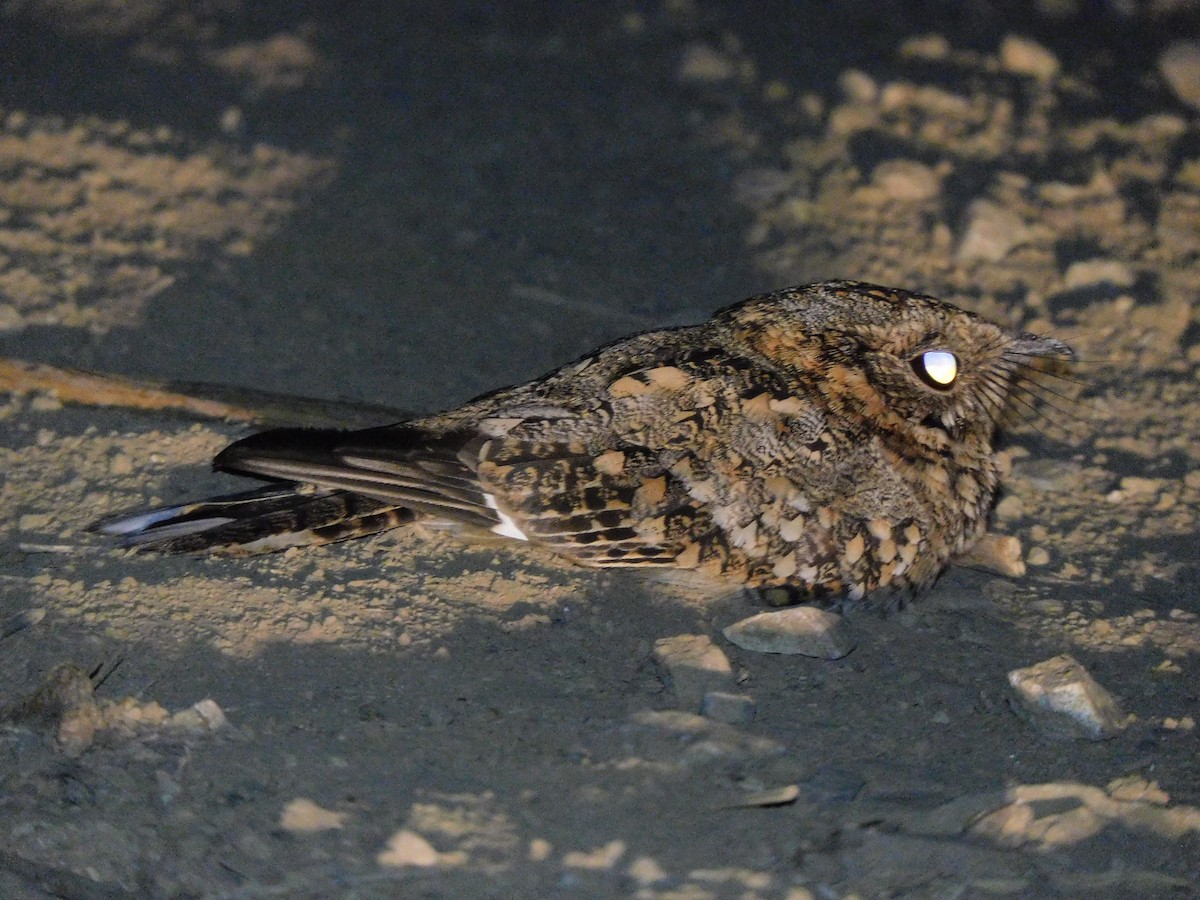 Tschudi's Nightjar - ML637794419