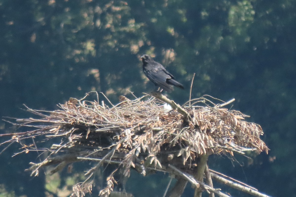 Carrion Crow - ML637794443