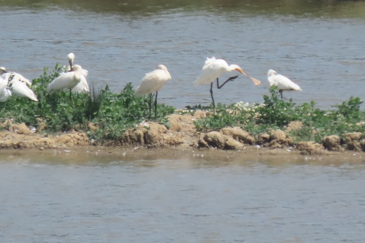 Eurasian Spoonbill - ML637794468
