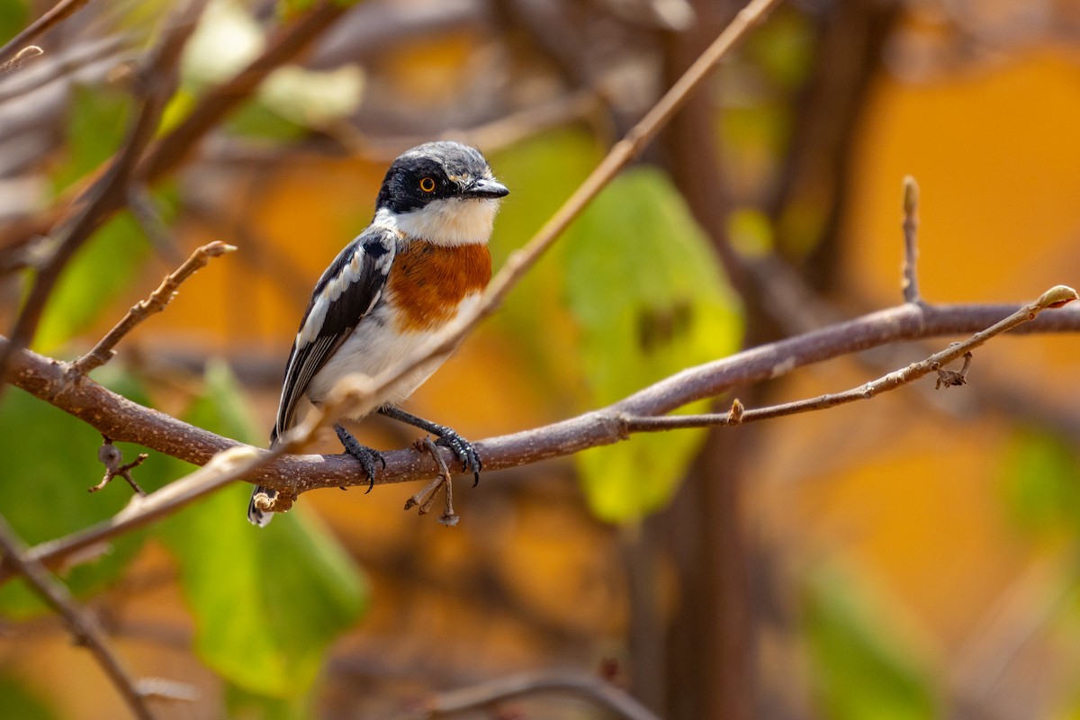 Pygmy Batis - ML637794556