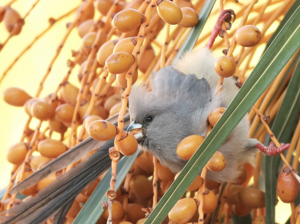 White-backed Mousebird - ML637794559