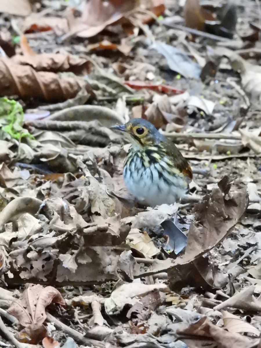 Streak-chested Antpitta - ML637794574