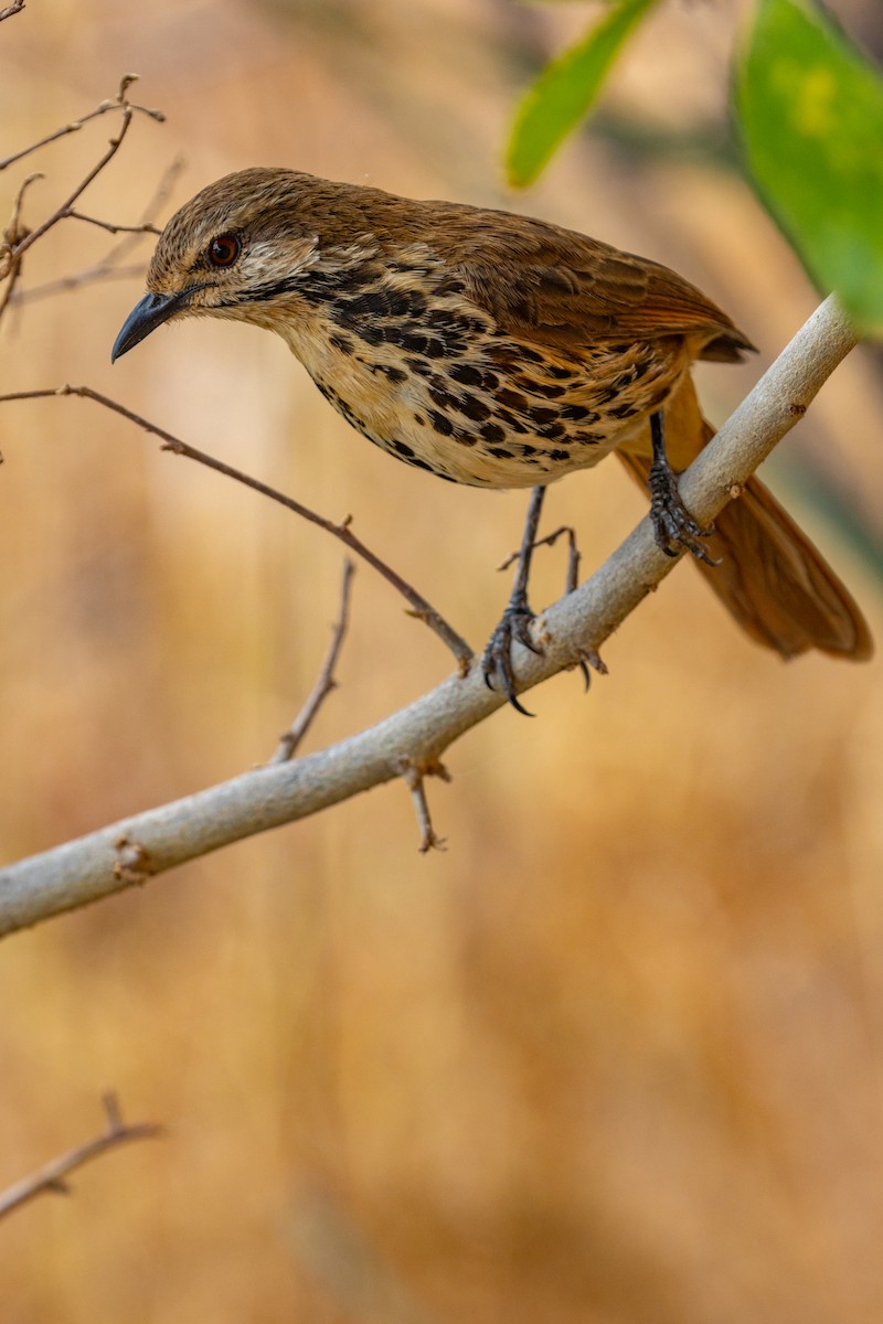 Spotted Morning-Thrush - ML637794655