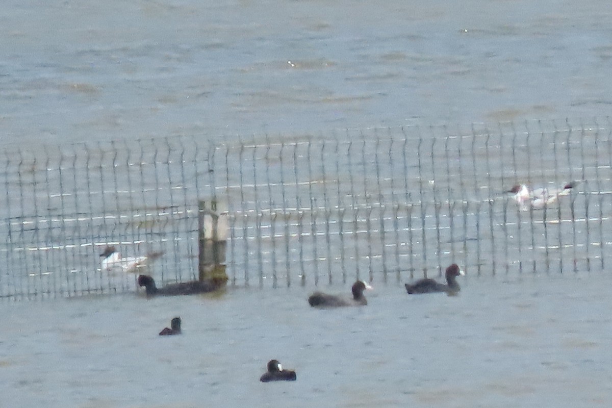 Black-headed Gull - ML637794790