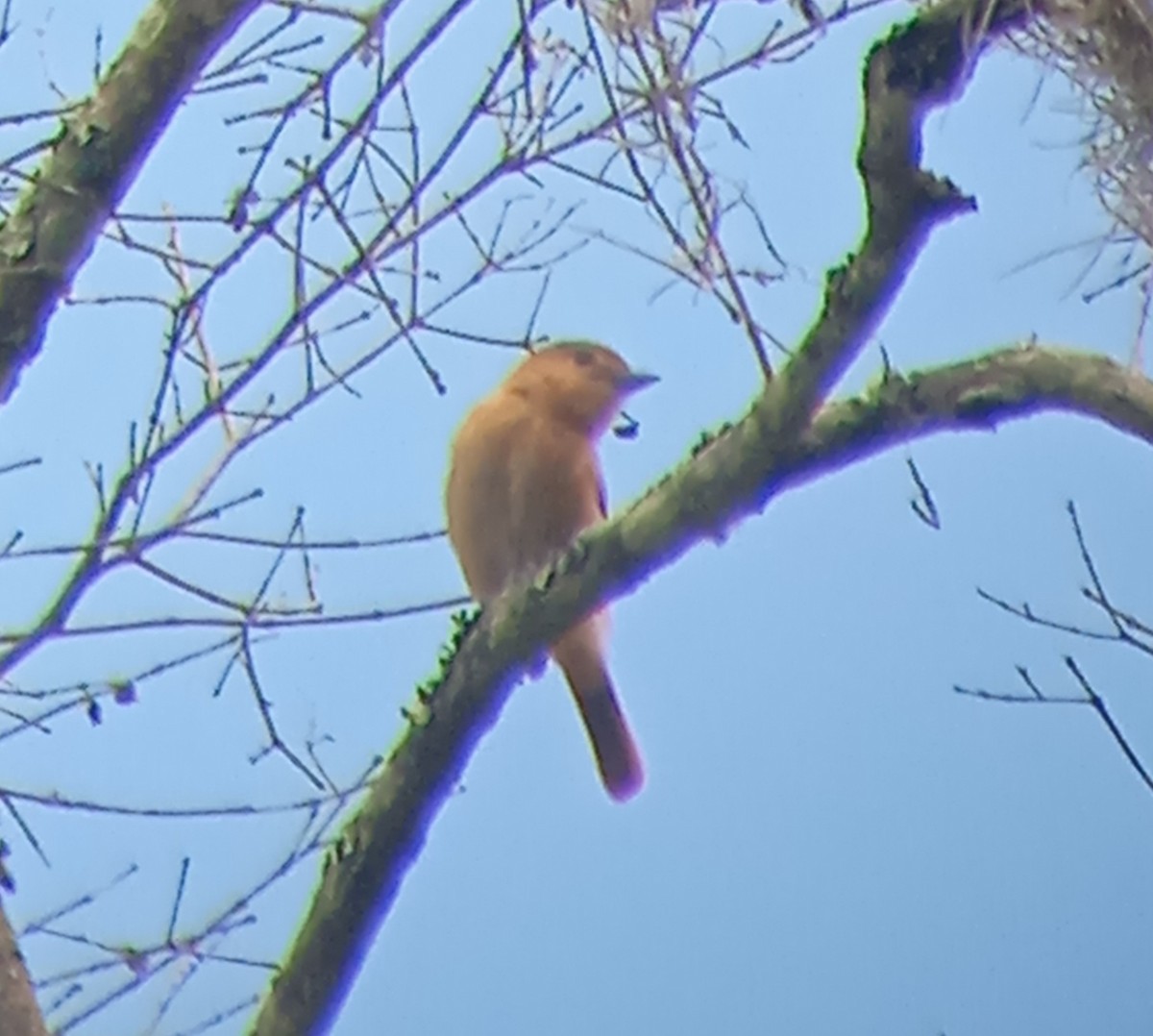Chestnut-crowned Becard - ML637794810
