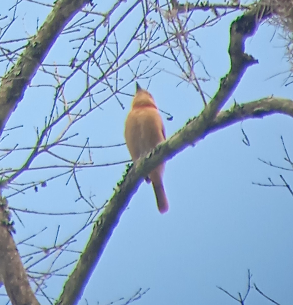 Chestnut-crowned Becard - ML637794811