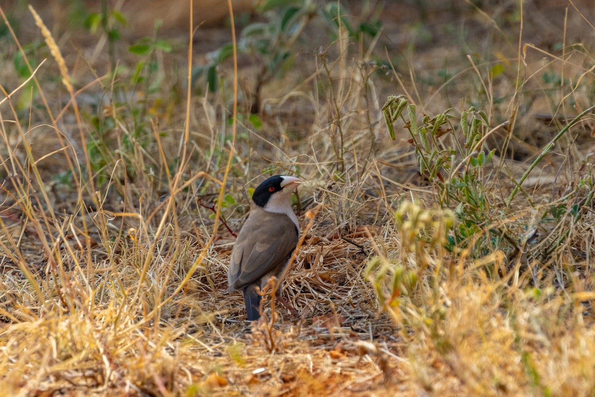 Black-capped Social-Weaver - ML637794817