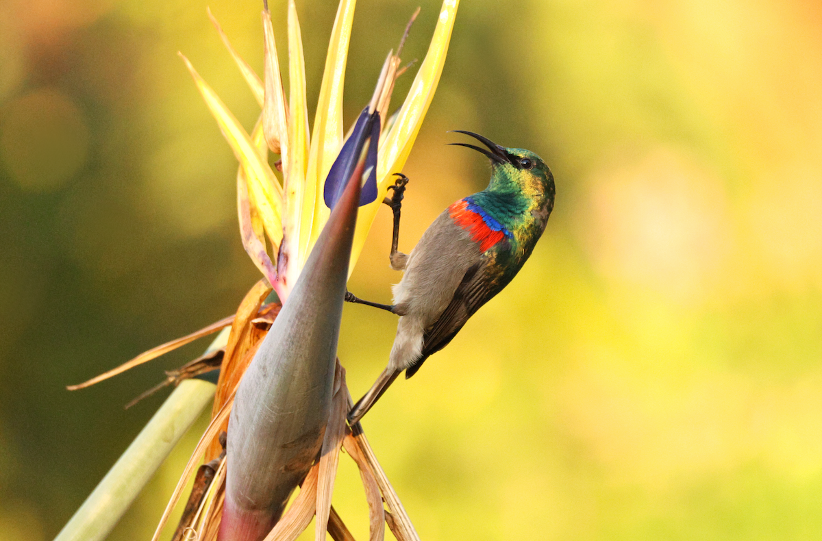 Southern Double-collared Sunbird - ML637794885