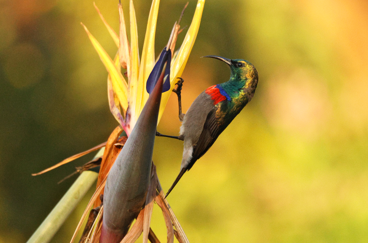 Southern Double-collared Sunbird - ML637794959