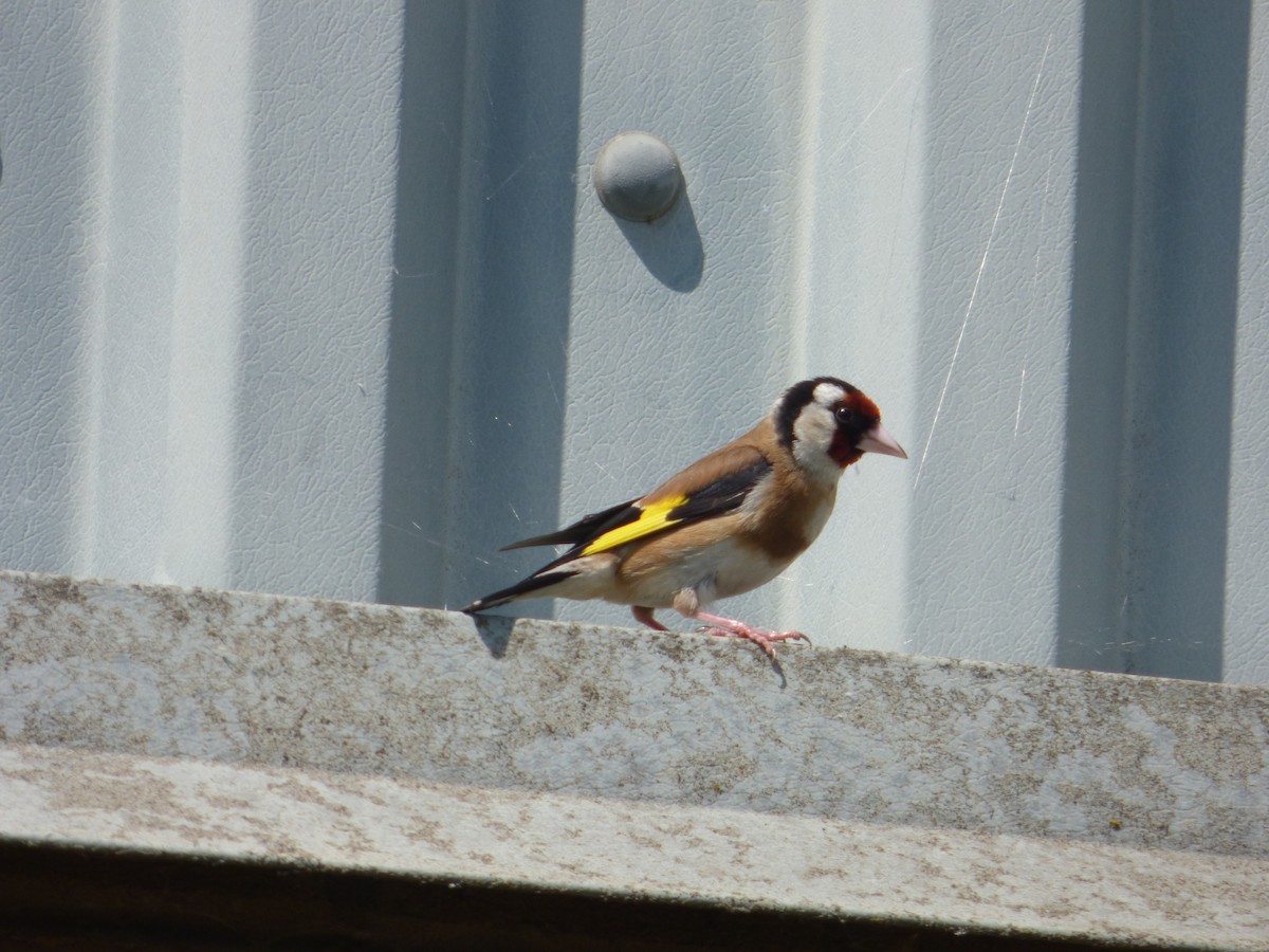 European Goldfinch - ML637794960