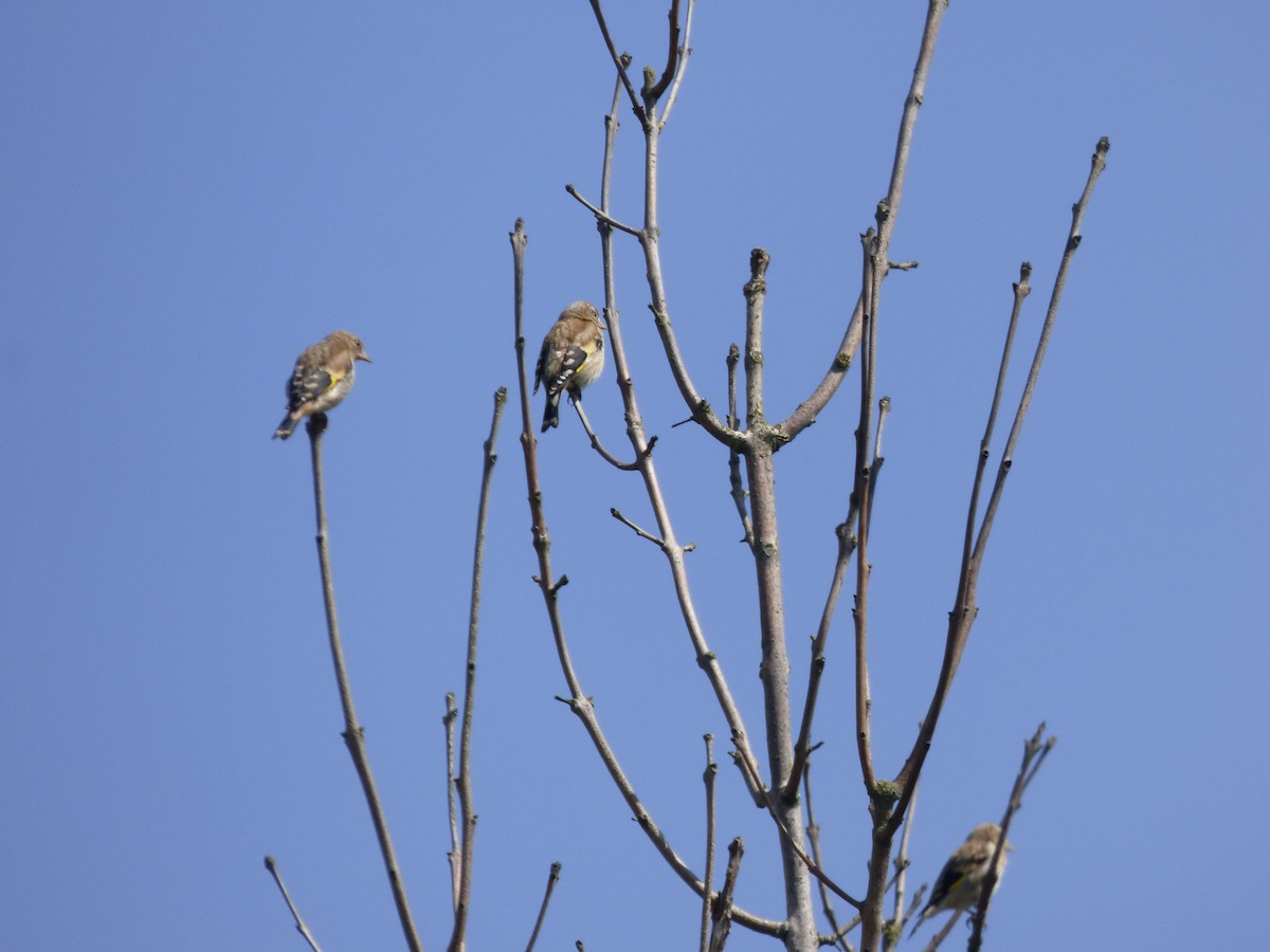 European Goldfinch - ML637794961