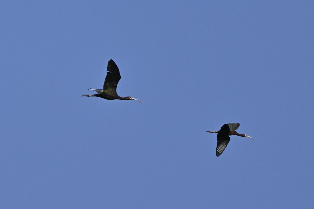 White-faced Ibis - ML637794968