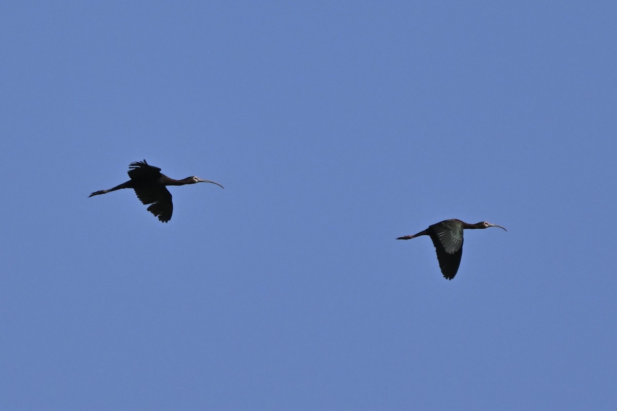 White-faced Ibis - ML637794969